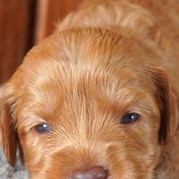Australian Labradoodles from Generations Labradoodles