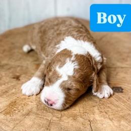 Boy 4 - Apricot male Aussiedoodle puppy in Arlington, Washington from Doodle Love Laugh