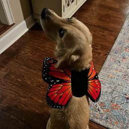 Zoey - Golden Retriever