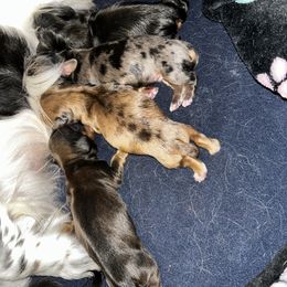 Ella - Black and tan female Dachshund puppy in Brazil, Indiana from King Duke Dachshunds