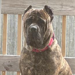 Cane Corso from Mass Cane Corso