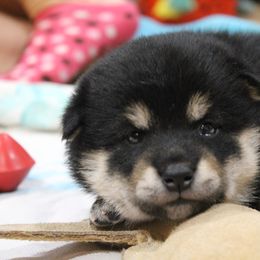 Shiba Inu Puppies from Boomlay Shiba
