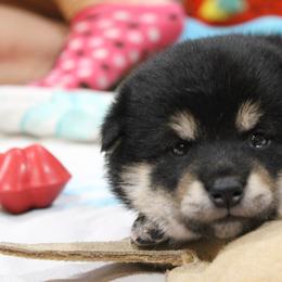 Shiba Inu Puppies from Boomlay Shiba