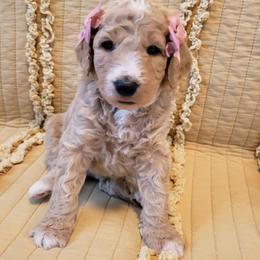 Bernedoodle Puppies from McKenzie Payne