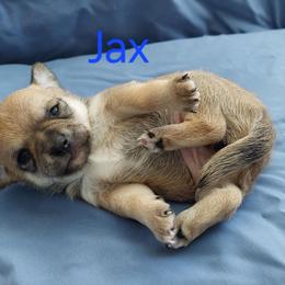 Jax - Chocolate sabled fawn male Chihuahua puppy in Brook Park, Minnesota from North Star Chihuahuas