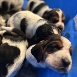Basset Hound puppies from Porter Kennels