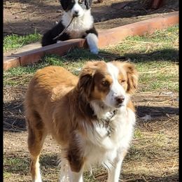 Eileen - Miniature Australian Shepherd