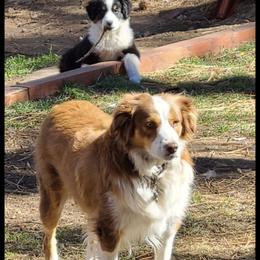 Eileen - Miniature Australian Shepherd