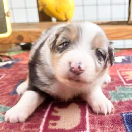 Boy 2 - male Australian Shepherd puppy in Boise, Idaho from Black Canyon Corral Aussies