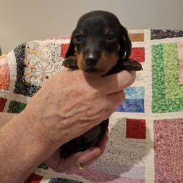 Blue Collar - Black and tan male Dachshund puppy in La Pine, Oregon from Lil Deschutes