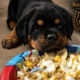 Blue boy - Black and mahogany male Rottweiler puppy in Lake City, Florida from Haus Der Wut Kennels