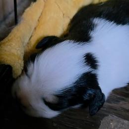 Tess - Black tri-color female Australian Shepherd puppy in Leonard, Texas from Tin Roof Aussies