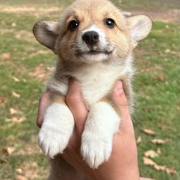 Poppy - Sable female Pembroke Welsh Corgi puppy in Rolla, Missouri from 4A Corgis