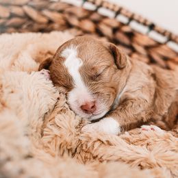 Nectar - Red  male Goldendoodle puppy in Ohio from Hommel’s Mini Darling Doodles