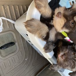 Miniature Schnauzer Puppies from Southern Magnolia Schnauzers