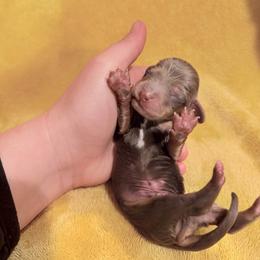 Chase - Fawn (isabella) and tan male Dachshund puppy in Kingston, Oklahoma from Texoma Doxies