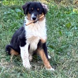 Hank - Black tri male Miniature American Shepherd puppy in Harmony, North Carolina from Carolina Pride Miniature American Shepherds