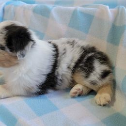 Australian Shepherd Puppies from Amare Aussies
