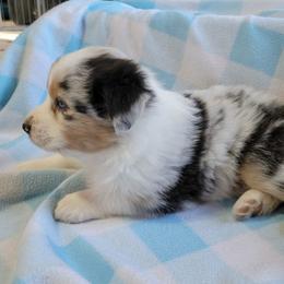 Australian Shepherd Puppies from Amare Aussies