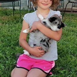 Miniature American Shepherd and Miniature Australian Shepherd Puppies from 74 Ranch Minis