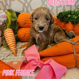 Blossom - Apricot female Goldendoodle puppy in Haughton, Louisiana from Bailey’s Cajun Canines
