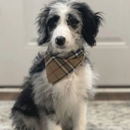 Aussiedoodles from Oh My Darlin Doodles