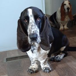 Tank - Basset Hound