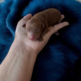 Kyrie - Red  male Poodle puppy in Okc, Oklahoma from Designer Poos By Diva