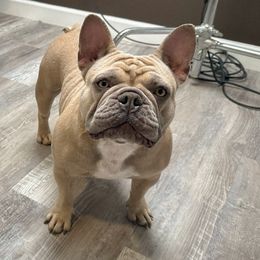 Princess - French Bulldog