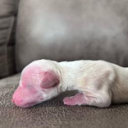 Carrie - Cream female Dachshund puppy in Spring Creek, Nevada from Hobby Horse Mini Doxies