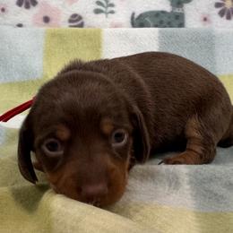 Penny - Chocolate and tan female Dachshund puppy in Wallingford, Kentucky from Hensley Homestead Dachshunds