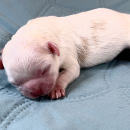 Boxer and Shih Tzu Puppies from L&L Euro Boxers and Small Town Shih Tzus