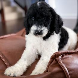 Poodle Puppies from Home of Doodles