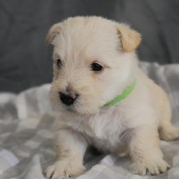 Scottish Terrier Puppies from Rainier Scotties