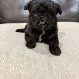 Shaggy - Black phantom male Aussiedoodle puppy in Heber City, Utah from Junipersdoodles
