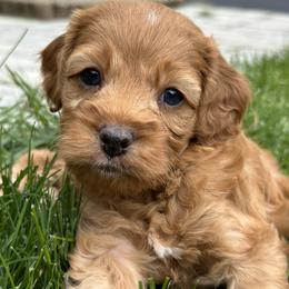 Cockapoo Puppies from M&M Cockapoos