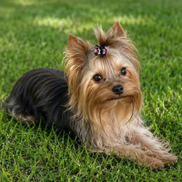 Delilah - Yorkshire Terrier