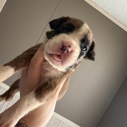 Oreo - Fawn male Boxer puppy in Louisville, Kentucky from Nelson’s Fancy Frenchies and Bulldogs