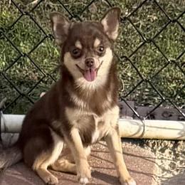 Companion Cross puppies from Heartland Pomeranians and Chihuahuas