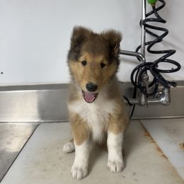 Boy 1 - Sable male Collie puppy in Michigan from 7P Collies