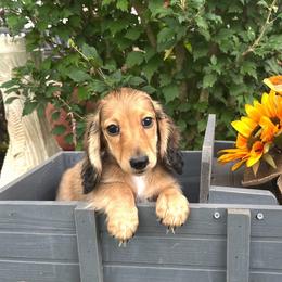 Jace - Cream male Dachshund puppy in Warrior, Alabama from Bountiful Dachshunds