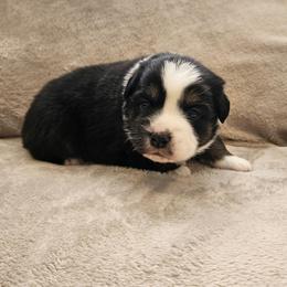 Gladiator - Black tri male Miniature Australian Shepherd puppy in Orrtanna, Pennsylvania from Mountain Top Shepherd's