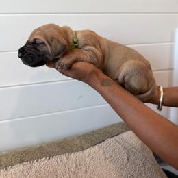 Margarita - Fawn female Great Dane puppy in Marble Falls, Texas from Notorious Great Danes
