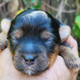 Willow - Black and gold female Yorkshire Terrier puppy in Jacksonville, Florida from Lisa's Yorkshire Terriers