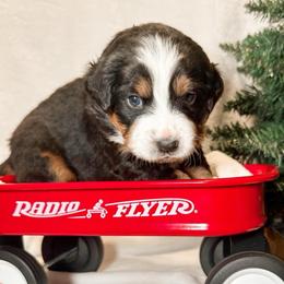 Dubai (Mint Green) - Black rust and white female Bernese Mountain Dog puppy in Boiling Springs, South Carolina from OlliePups, LLC