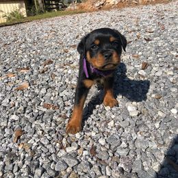 Rottweiler Puppies from Bronx Von Bridges Rottweilers