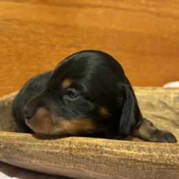 Layla - Black and tan female Dachshund puppy in Dobson, North Carolina from Oakleys Dachshund Haven