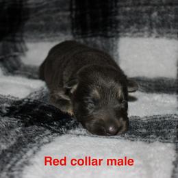Red collar male - Blue male German Shepherd puppy in Ann Arbor, Michigan from Von Der Havier German Shepherds