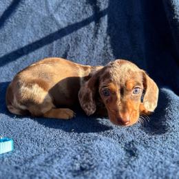 Boy 3 - Dapple male Dachshund puppy in Stilwell, Oklahoma from Double Down Doxies