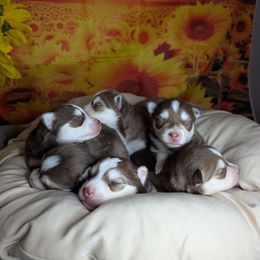 Sienna - Red and white female Pomsky puppy in Spring Hill, Florida from www.PuppyTimeEmporium.com